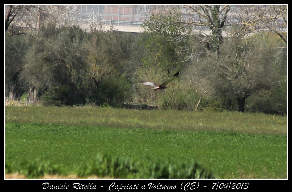 Identificazione rapace, grazie!!!